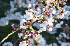 桜・岡崎公園