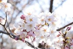 桜・岡崎公園