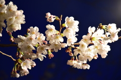 夜桜・岡崎公園