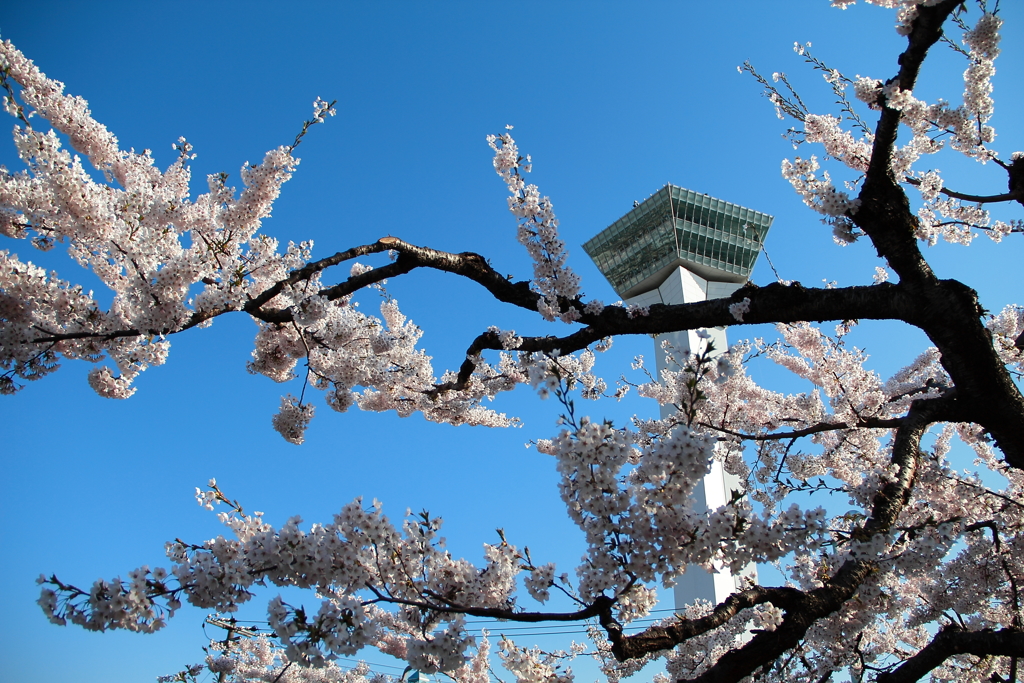 函館五稜郭・桜