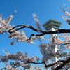 函館五稜郭・桜