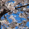 函館八幡・桜