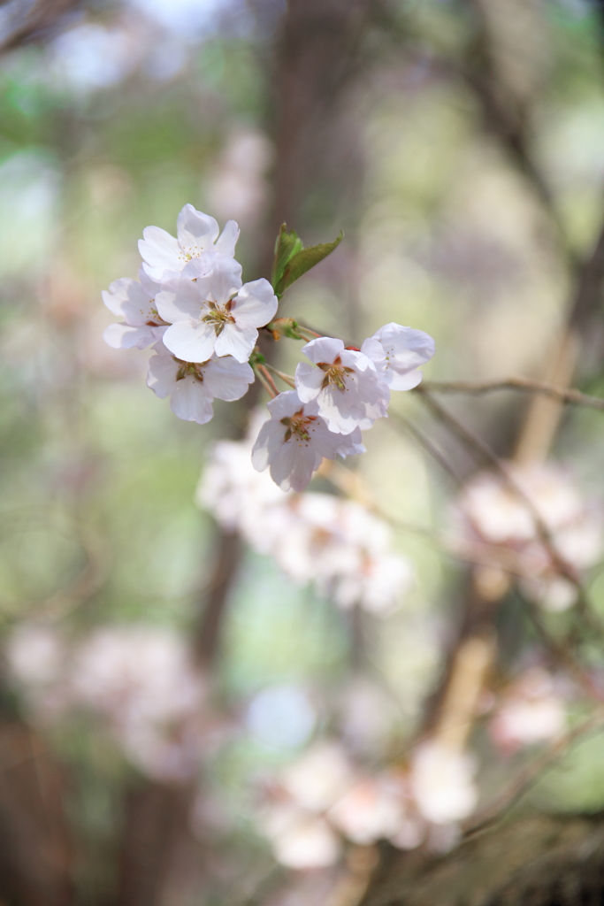 平岸天神山・桜