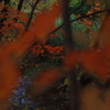 紅葉捕獲