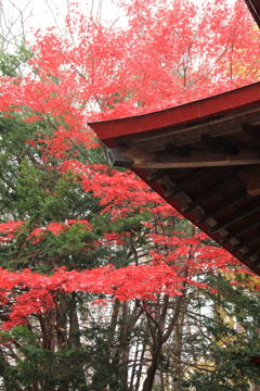 札幌伏見稲荷・秋001