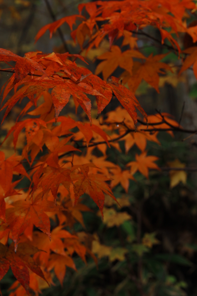 濡れ紅葉