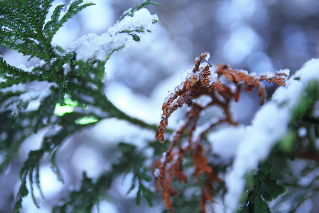 雪