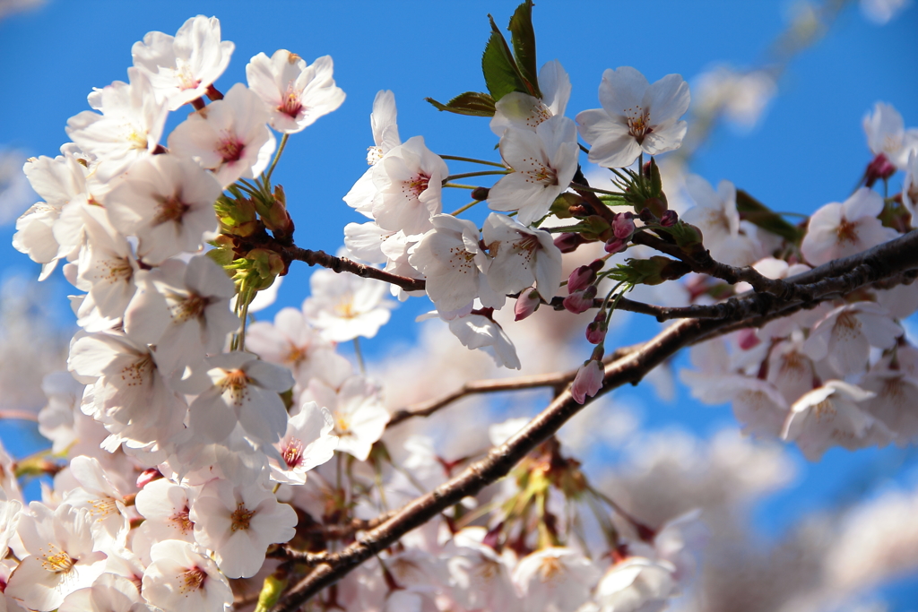 函館五稜郭・桜2