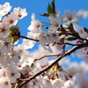 函館五稜郭・桜2