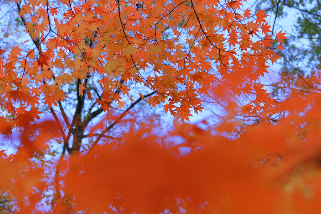 滝の上の紅葉