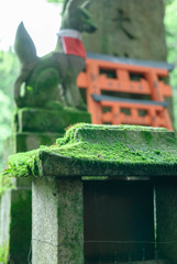 こけ