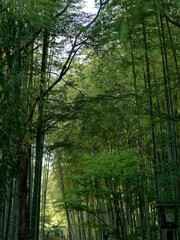 竹林