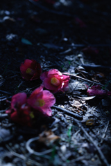 落花