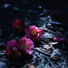 落花