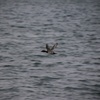 琵琶湖の鳥