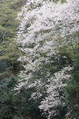 箕面の桜５
