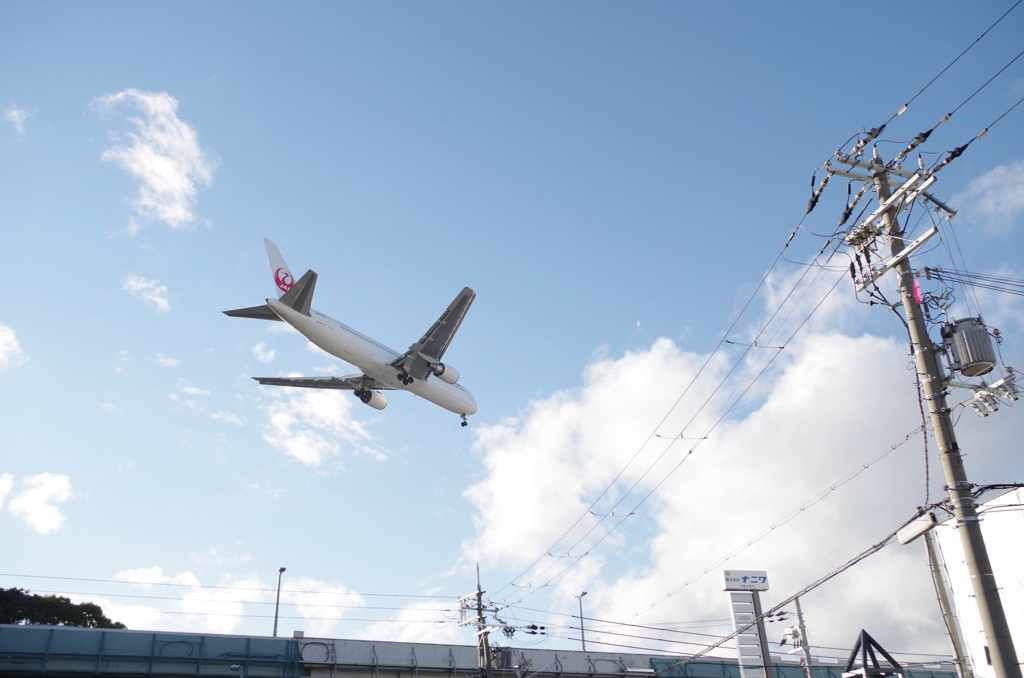 空に舞う鶴