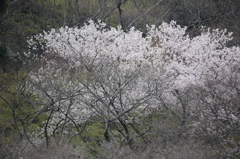 箕面の桜８