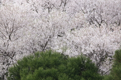 箕面の桜２