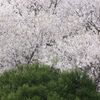 箕面の桜２