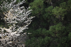 箕面の桜１