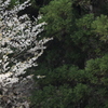 箕面の桜１