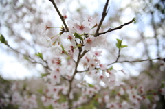 箕面の桜９