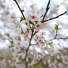 箕面の桜９