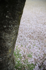 箕面の桜10