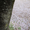 箕面の桜10