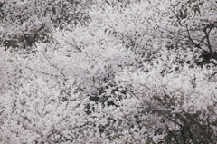 箕面の桜３