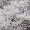 箕面の桜３