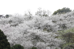 箕面の桜４