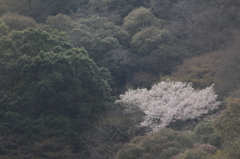 箕面の桜６