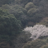 箕面の桜６