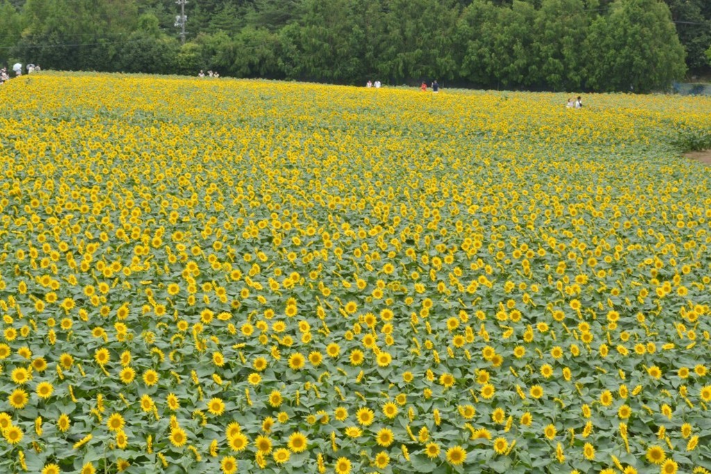 夏の想ひ出