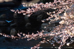目黒川桜プラナー１