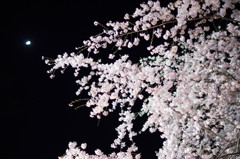 六義園しだれ桜３