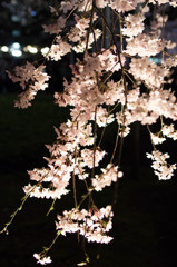 六義園しだれ桜２