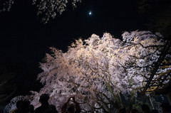 六義園しだれ桜４