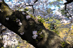 桜、また来年。