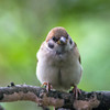 ドキュメンタリー「カワセミを探して」⑥