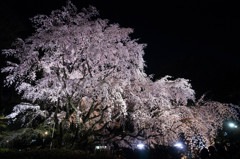 六義園しだれ桜５