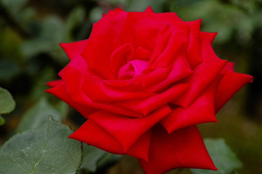 薔薇