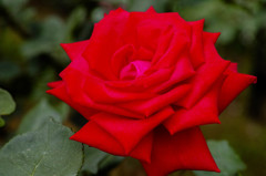 薔薇
