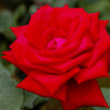 薔薇