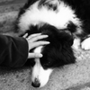 お犬様