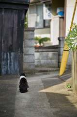 湯島の猫