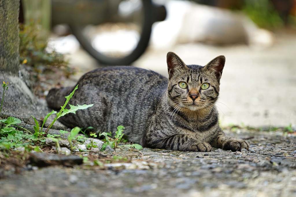 湯島の猫