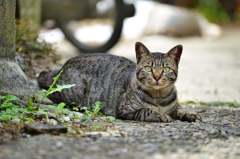 湯島の猫